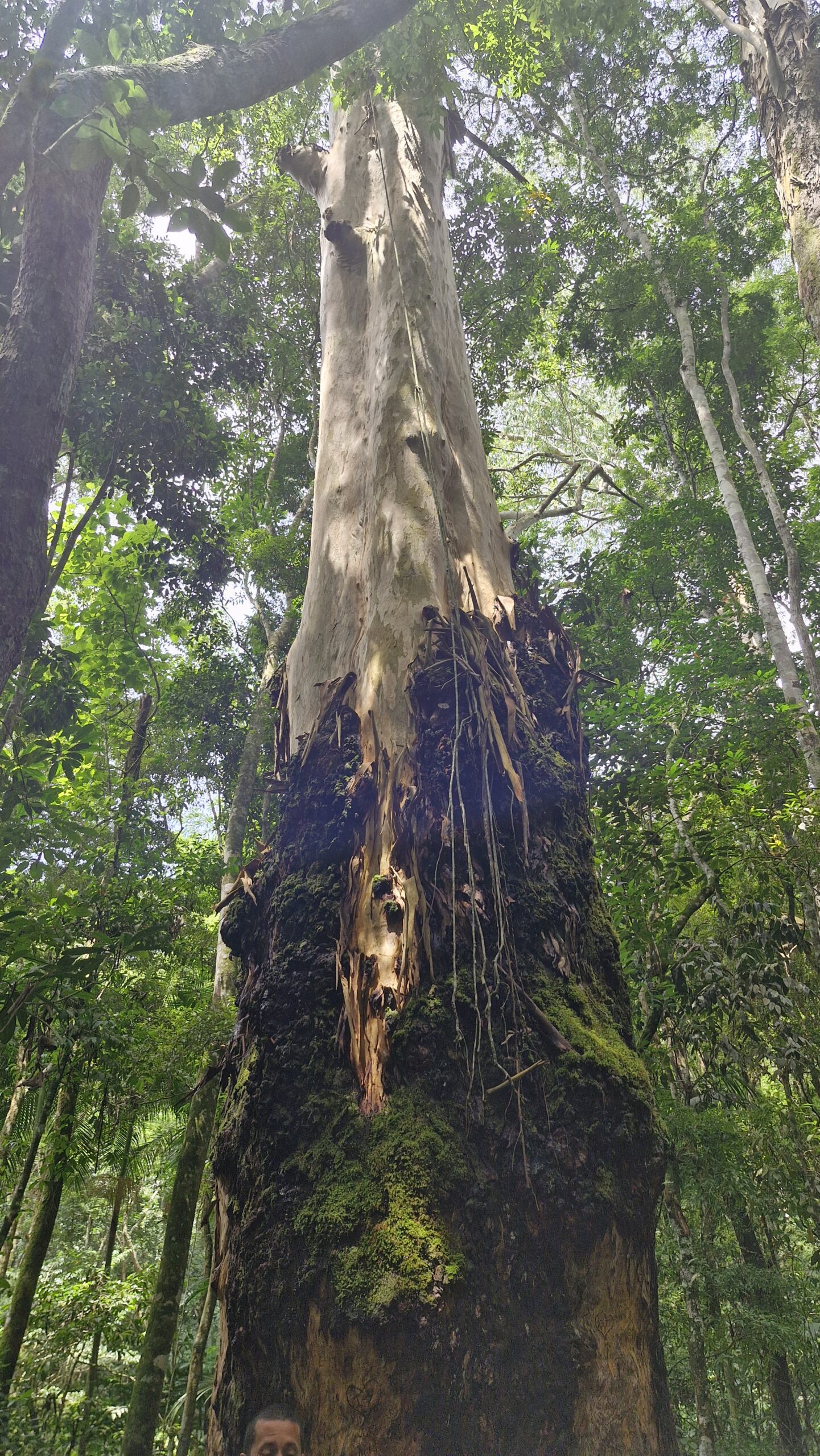 Floresta da Tijuca