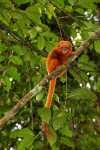 Associação Mico-Leão-Dourado
