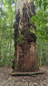 HIKING O QUE FAZER NO RIO DE JANEIRO WHAT TO DO IN RIO DE JANEIRO Trilhas Rio de Janeiro Melhores trilhas RJ Trilhas na natureza Rio Caminhadas Rio de Janeiro Ecoturismo Rio