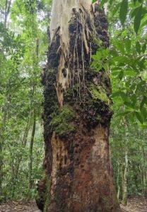 Trilha fácil Trilha para iniciantes Trilha para famílias Ecoturismo Turismo de aventura Turismo pedagógico Tijuca Forest Forest in Rio de Janeiro Tijuca Forest ECOTOURISMO ECOTOURISM IN BRAZIL ECOTOURISM IN RIO DE JANEIRO
