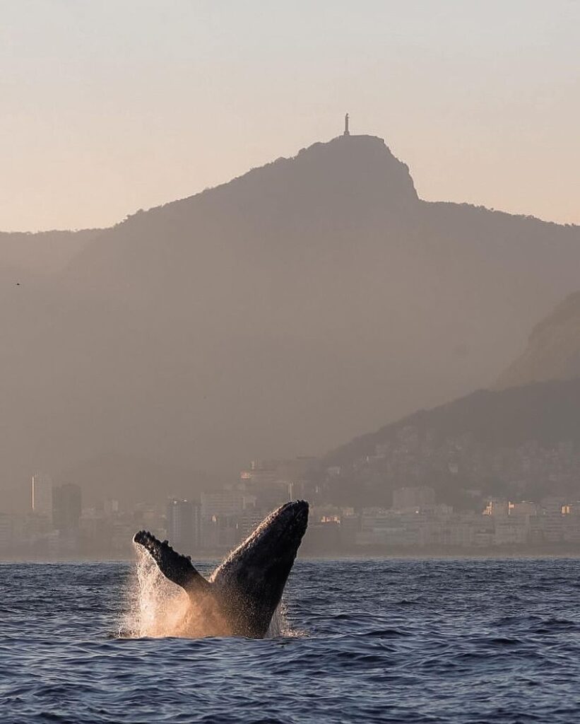 Observação de Baleias no Rio de Janeiro